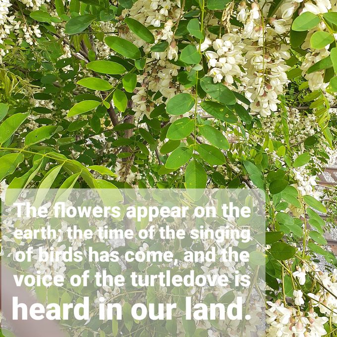 Song of songs 2:12